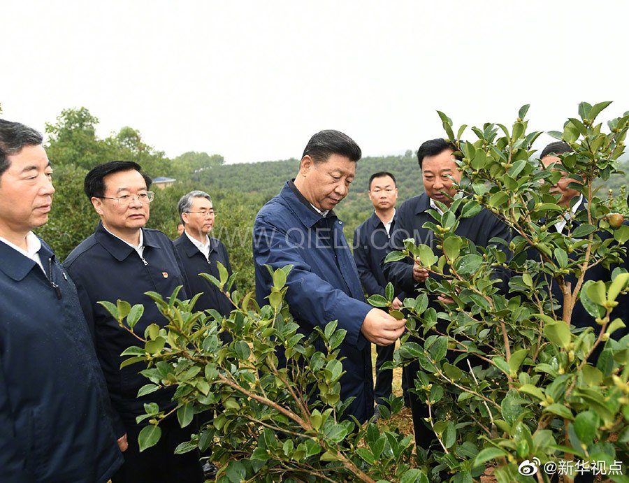 光山油茶籽榨油設(shè)備，山茶籽油榨油機廠家(圖1)